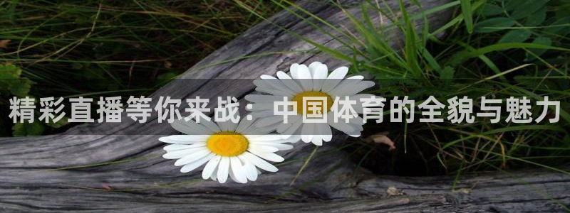 24直播网乒乓球直播：精彩直播等你来战：中国体育的全貌与魅力
